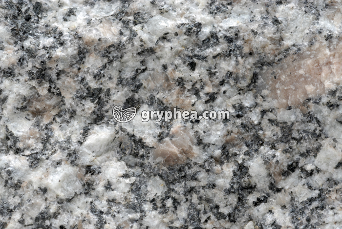 Granite intrusif sain - détail (Flamanville, Manche) - gryphea.com